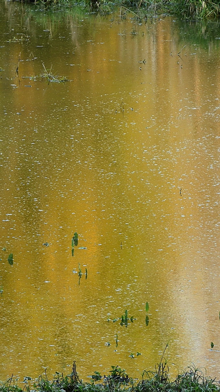 Etang jaune